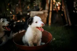 White and black short coated dog in brown round plastic