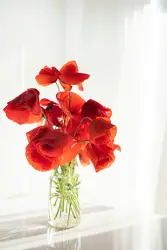 White and red