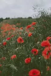 Red flowers in the field