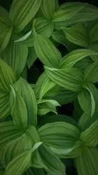 Life on a Leaf iPhone Wallpaper Background