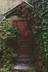 Wooden door with climbing ivy