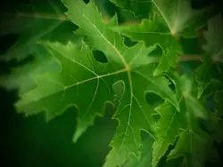 Green leaves