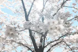 White cherry blossom tree under clear blue sky