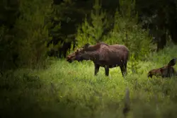 Selective focus photography of brown moose surrounded b