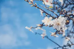 Almond Blossom flower