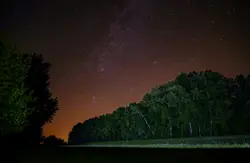Mysterious forest