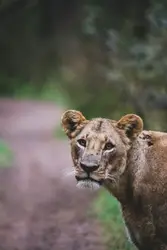 Lioness in Nairobi National Park