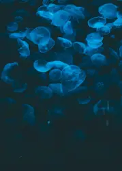 Closeup photo of jellyfish