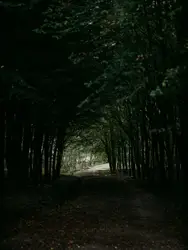 Autumnal woodland tree tunnel