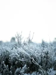 Cold frosty morning in the countryside
