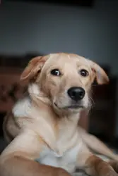 Dog in the Saturday Morning