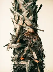 Palm tree trunk like a piece of art
