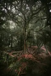 Puzzlewood