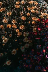 Orange flower lot