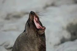 Macro photography of brown rodent yawning