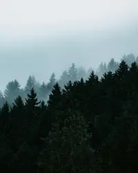 Green pine trees under white sky