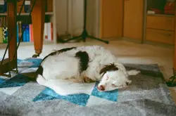 White long coated dog lying on blue and white textile