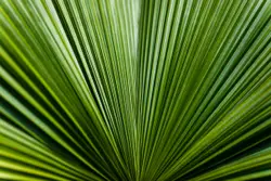 Green leaf in close up photography