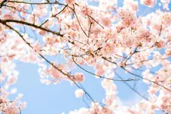 Spring blossoms