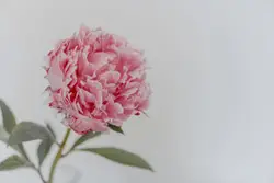 Pink Peony