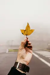 Person holding leaf
