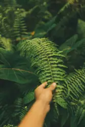 Shallow focus photo of fern plants
