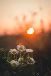 Macro photography of white and yellow daisy flowers