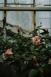 Pink Rust