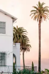 Palm tree near white structure