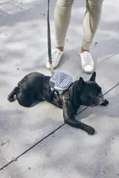 French bulldog lying on the floor with his backpack