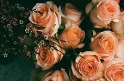 Pink roses on black textile