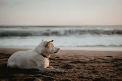 Good boi. https://instagram.com/febiyanr