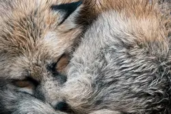 Cat wildlife mammal