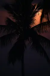 Aesthetically warm palm tree