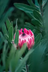 Pink flower in tilt shift lens