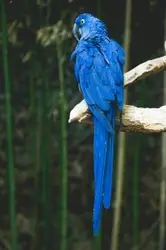Blue Parrot