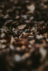 Autumn Leaves