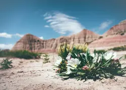 Sign of Hope
