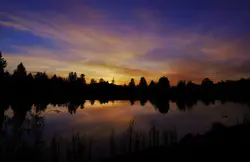 Silhouette of trees near body of water painting