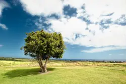 Green leaf trees under blue sky