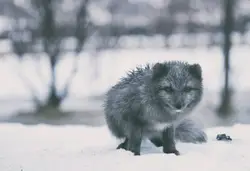 Weather condition in iceland are terrible this winter. 