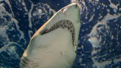 White shark