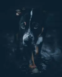 Black dog walking