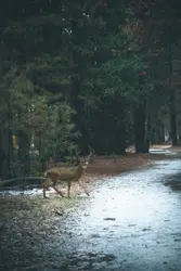 Brown buck walking near trees