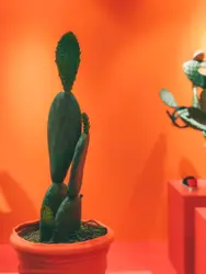 Potted green cactus