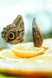 Two brown butterflies on slice lemon