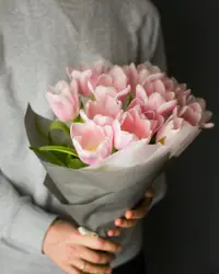 Pink Tulips in the hands