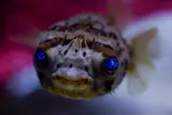 Some say, if you catch this fish at the right time it m