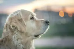You can follow this cutie at doofus the golden in IG : 