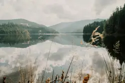 Aerial photography of body of water surrounded with tal